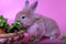 A little brown rabbit is sitting eating vegetables in a basket. In the basket there are carrots and lettuce. It is placed on a