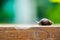 Little brown snail is slowly moving on wooden floor.