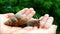 Little brown snail in woman`s hand