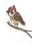 A little brown sparrow on a branch