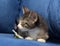 Little brown with white kitten on a blue background with camomile