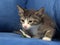 Little brown with white kitten on a blue background with camomile