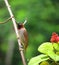 Little brown and white spotted munia bird