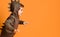 Little brunet model in brown dino hoodie with hood. He roaring and scaring you, posing sideways against orange studio background
