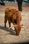 Little buffalo in Fasano apulia safari zoo Italy