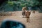 Little buffalo in Fasano apulia safari zoo Italy