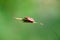 Little bug skunk on thin grass. Macro photo