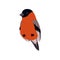 Little Bullfinch Bird, Cute Birdie Home Pet Vector Illustration