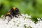 Little Bumble bee busy gathering nectar in summer