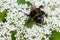 Little Bumble bee busy gathering nectar in summer