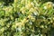 Little bumblebee on linden tree flowers, bright sunlight