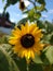 Little bumblebee working beautiful sunflower in garden
