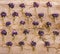 Little bunches of wild flowers and violets on old wooden background