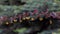 Little bunches yellow flowers with red leaves branch crossing through and blur background macro