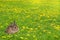 Little bunny rabbit in a grass field filled with dandelions. Easter or springtime concept.