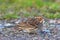 Little Bunting (emberiza pusilla)