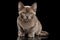 Little Burma Kitten Sitting, Looking in Camera, Isolated Black Background