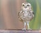 Little burrowing owl standing on a log