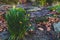 Little bush of daffodils with flowers surrounded by fallen leave