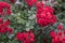 little bush of red rose