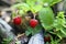 Little bush of wild red strawberry in a forest mountain,late spring.