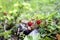 Little bush of wild red strawberry in a forest mountain,late spring.