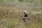 Little Bustard in steppe