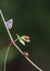 Little butterfly and 2 ladybugs perching on young twig with blurred green natural background in vertical frame