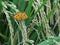 Little butterfly in a rice field, orange and green matching well