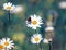 little butterfly sitting on a Daisy flower on a summer