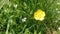 Little butterscotch flower due spring time