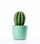 A little cactus in a blue pot on a white background