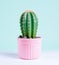 A little cactus in a pink pot on a pastel background