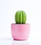 A little cactus in a pink pot on a white background