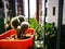 Little cactus in the pot at condo balcony