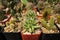 Little cactus pot plant for home gardening decoration