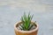 Little Cactus in Small Pottery Pot.