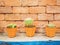 A little cactus in three pots