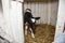 Little calf breed in a stall for calves with straw