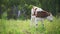 Little calf grazes in the meadow and eats grass on a sunny day