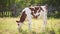 Little calf grazes in the meadow and eats grass on a sunny day