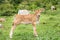 Little calf in green grass.