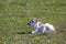 Little calf lying on pasture