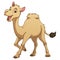 Little Camel Cartoon Animal Illustration