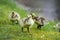 Little Canada Goose chicks hunting for food.