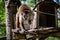 Little capuchin monkey monkey in captivity.