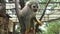Little capuchin monkey in the zoo