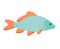 Little carp fish illustration. One single animal, side view, close up. Handdrawn graphic drawing on white background