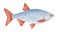 Little carp fish watercolour illustration.