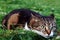 A little cat in the hay just before the attack